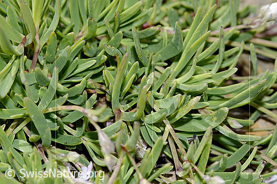 Foto: Kriechendes Gipskraut (Gypsophila repens). Blätter.