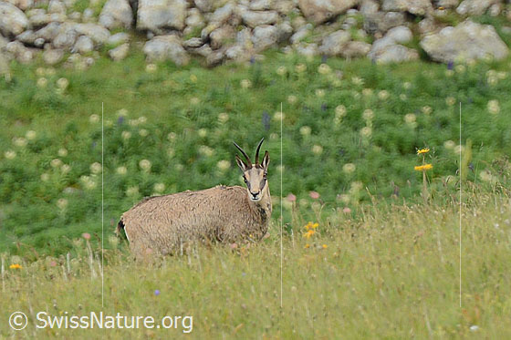Foto: Gämse (Rupicapra rupicapra) auf Alpweide.