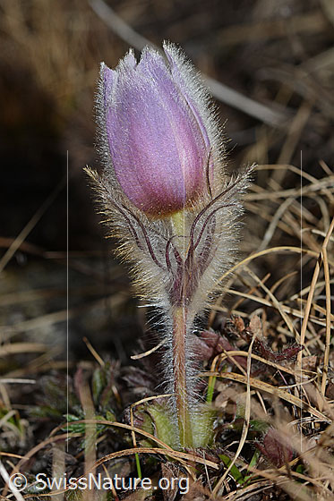 Foto: Frühlings-Anemonen (Pulsatilla vernalis). Andere Namen: Pelz-Anemone, Frühlings-Küchenschelle. Ganze Pflanze (Habitus). Ansicht von der Seite.