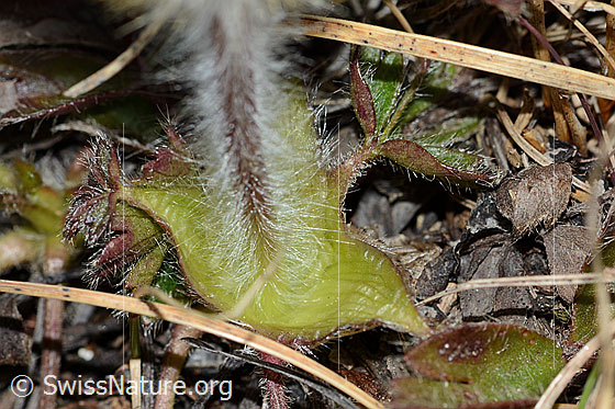 Foto: Frühlings-Anemonen (Pulsatilla vernalis). Stängel und Blätter.