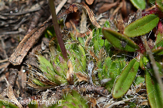 Photo: Draba hoppeana. Leaves and stem.