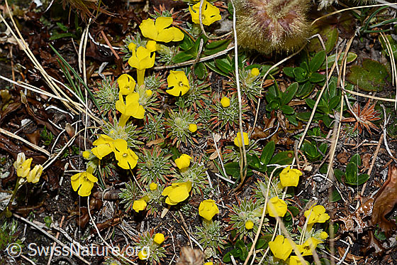 Foto: Goldprimel (Androsace vitaliana). Kissen mit mehreren Blüten.