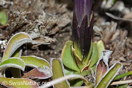 Photo: Gentiana schleicheri. Leaves and calyx edges.