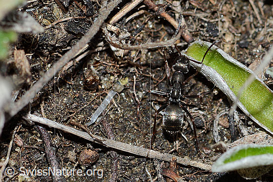 Photo: Formica lemani. Length 4.5 - 6.5mm. View from above.