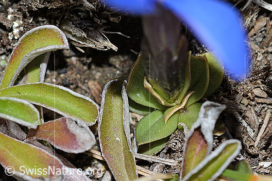 Photo: Gentiana schleicheri. Leaves and calyx edges.