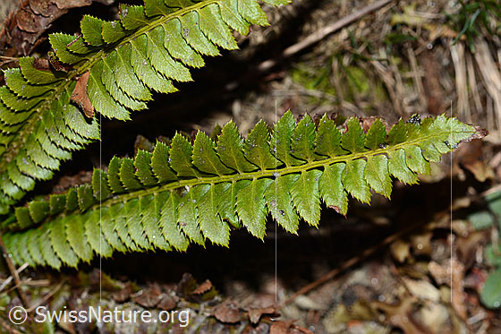 Photo: Polystichum lonchitis. Frond and leaves. View from above.
