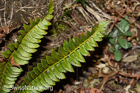 Photo: Polystichum lonchitis. Frond and leaves. View from above.