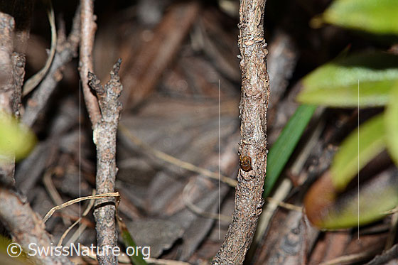 Foto: Rostblättrige Alpenrose (Rhododendron ferrugineum). Ästchen.