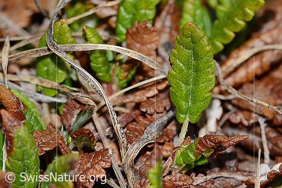 Foto: Silberwurz (Dryas octopetala). Blätter.