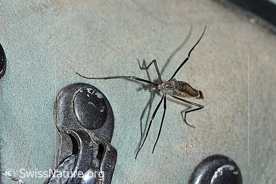 Tipula pagana (Schnake)