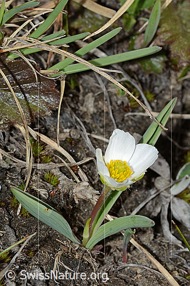 Foto: Pyrenäen-Hahnenfuss (Ranunculus kuepferi). Ganze Pflanze (Habitus).