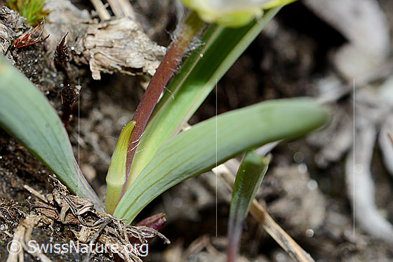 Foto: Pyrenäen-Hahnenfuss (Ranunculus kuepferi). Stängel und Blätter.