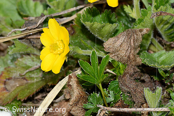 Photo: Geum montanum. Blossom and stem. The leaf in the foreground came from another plant.
