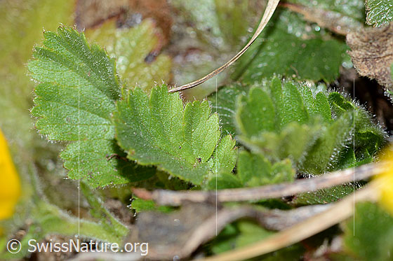 Foto: Gemeine Berg-Nelkenwurz (Geum montanum). Blätter.