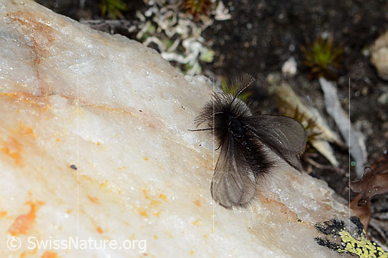 Foto: Wahrscheinlich Fächerfühler-Sackträger (Ptilocephala plumifera). Männchen. Ansicht von schräg oben.