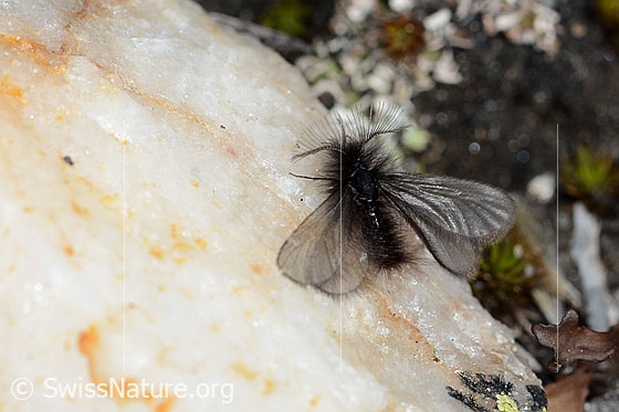 Foto: Wahrscheinlich Fächerfühler-Sackträger (Ptilocephala plumifera). Männchen. Ansicht von oben.