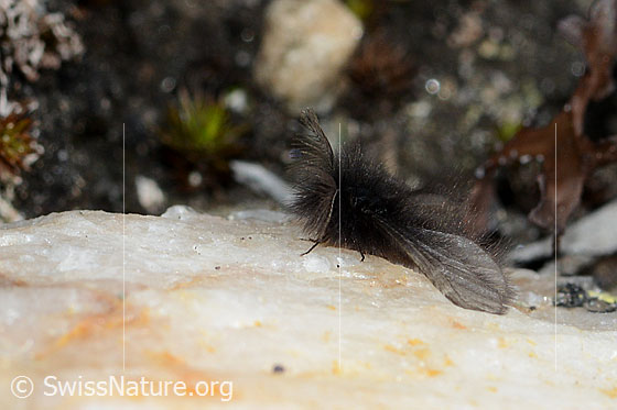 Foto: Wahrscheinlich Fächerfühler-Sackträger (Ptilocephala plumifera). Männchen. Ansicht von der Seite.