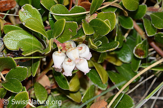 Foto: Immergrüne Bärentraube (Arctostaphylos uva-ursi). Spalierstrauch. Blätter und Blüten.