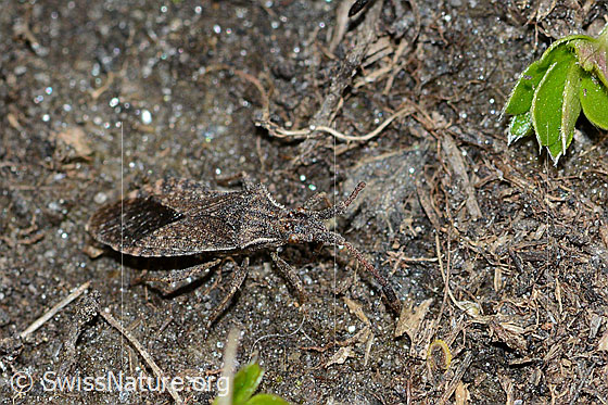 Photo: Coriomeris denticulatus. Length 9mm. View from the side above.