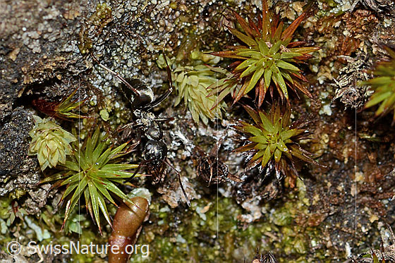 Photo: Waldameise. Length 4.5 - 6.5mm. View from above.