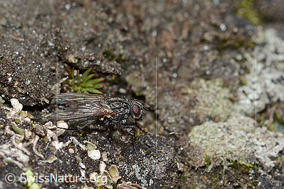 Photo: Probably Helina reversio. Length 6mm. Female. View from the side.