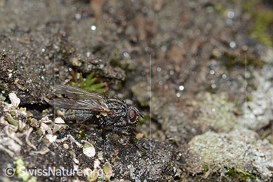 Photo: Probably Helina reversio. Length 6mm. Female. View from the side.