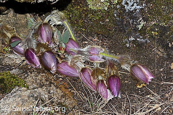 Foto: Frühlings-Anemonen (Pulsatilla vernalis). Ein Tier hat frische Frühlings-Anemonen gepflückt und vor dem Eingang einer kleinen Höhle deponiert.