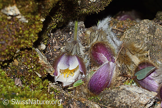 Foto: Frühlings-Anemonen (Pulsatilla vernalis). Ein Tier hat frische Frühlings-Anemonen gepflückt und vor dem Eingang einer kleinen Höhle deponiert.