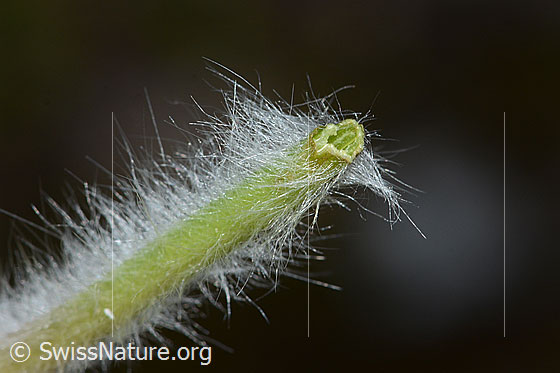 Foto: Frühlings-Anemonen (Pulsatilla vernalis). Stängel mit fehlender Blüte.