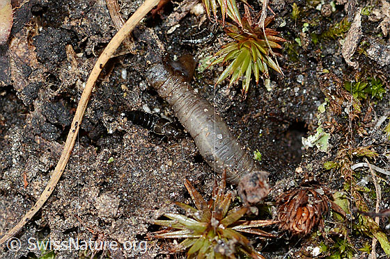 Foto: Wahrscheinlich Raupe des Weissfleckigen Kommafalters (Hesperia comma).
