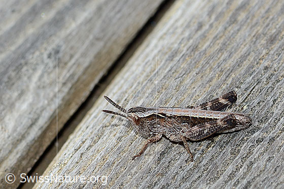 Photo: Gomphocerus sibiricus. Length 11mm. Nymph stage 2. View from the side diagonally above.