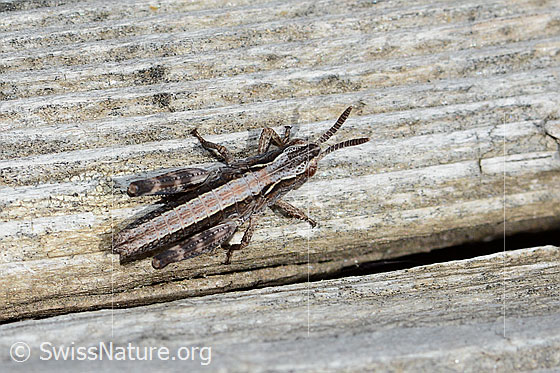 Photo: Gomphocerus sibiricus. Length 11mm. Nymph stage 2. View from above.