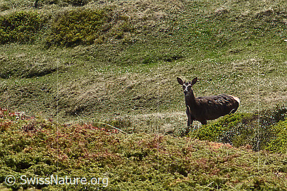 Foto: Rothirsch (Cervus elaphus). Männchen.
