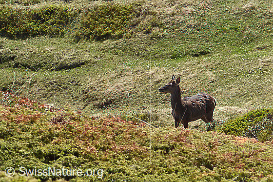 Photo: Cervus elaphus. Male.