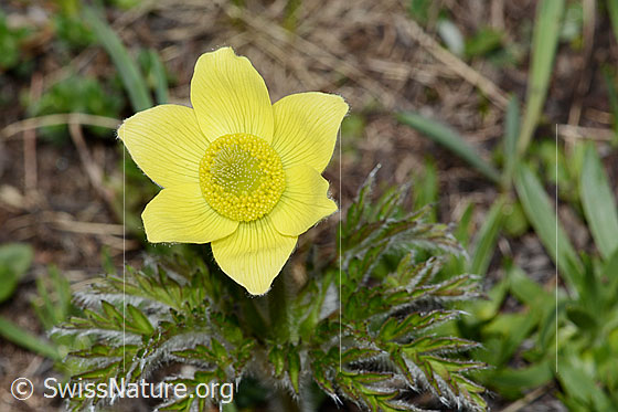 Foto: Schwefel-Anemone (Pulsatilla alpina ssp. apiifolia). Blüte.