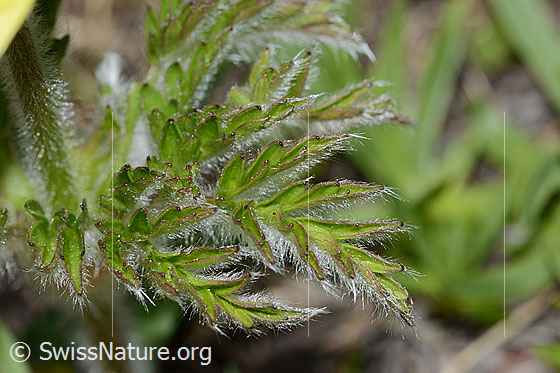 Foto: Schwefel-Anemone (Pulsatilla alpina ssp. apiifolia). Blätter.