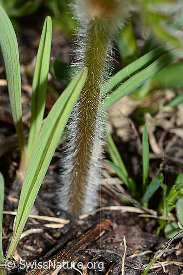 Foto: Schwefel-Anemone (Pulsatilla alpina ssp. apiifolia). Stängel.