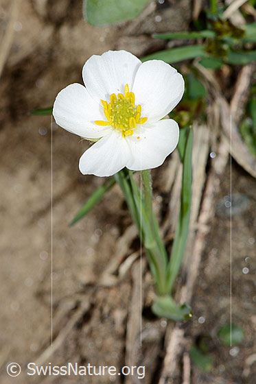 Foto: Pyrenäen-Hahnenfuss (Ranunculus kuepferi). Ganze Pflanze (Habitus). Ansicht von schräg oben.