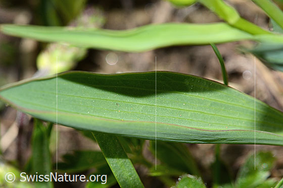 Foto: Pyrenäen-Hahnenfuss (Ranunculus kuepferi). Blätter.