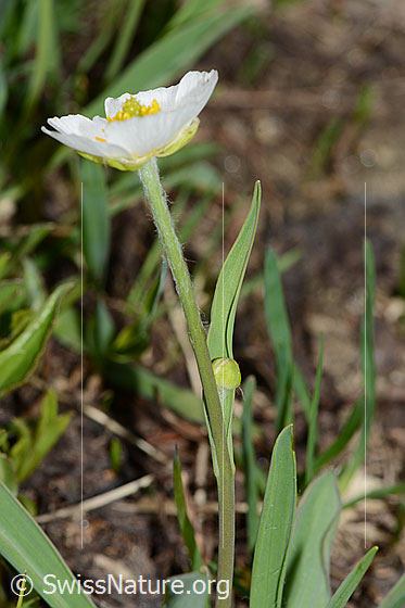 Foto: Pyrenäen-Hahnenfuss (Ranunculus kuepferi). Ganze Pflanze (Habitus). Ansicht von der Seite.