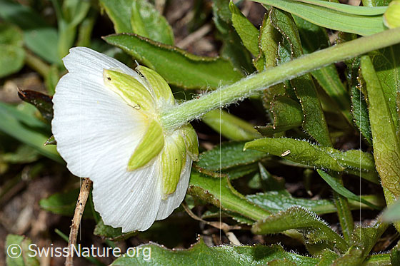 Foto: Pyrenäen-Hahnenfuss (Ranunculus kuepferi). Kelch und Stängel.