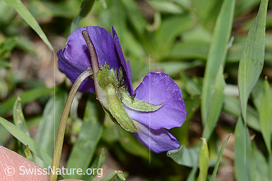 Foto: Langsporniges Stiefmütterchen (Viola calcarata).