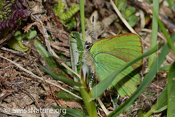 Foto: Brombeer-Zipfelfalter (Callophrys rubi). Flügel geschlossen. Ansicht von der Seite.