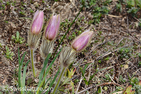 Foto: Frühlings-Anemonen (Pulsatilla vernalis). Ganze Pflanze (Habitus).