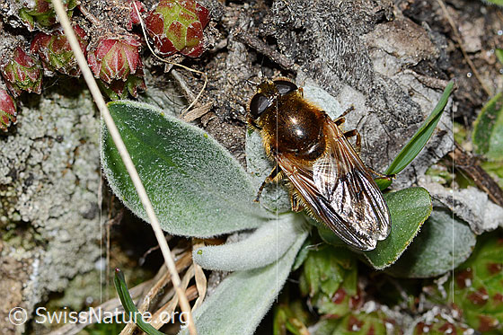 Foto: Wahrscheinlich Gänsedistel-Erzschwebfliege (Cheilosia caerulescens). Länge 11mm. Weibchen. Ansicht von oben.
