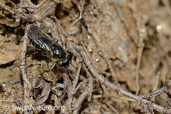 Foto: Wahrscheinlich Gänsedistel-Erzschwebfliege (Cheilosia caerulescens). Länge 11mm. Weibchen. Ansicht von seitlich oben.