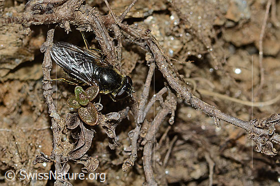 Foto: Wahrscheinlich Gänsedistel-Erzschwebfliege (Cheilosia caerulescens). Länge 11mm. Weibchen. Ansicht von oben.