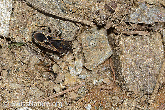 Photo: Rhyparochromus pini. Length 8mm. View from above.