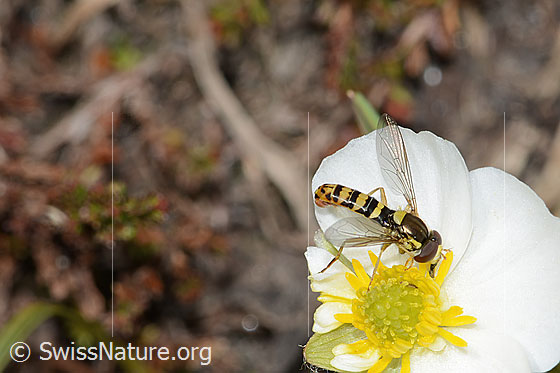 Foto: Gewöhnliche Langbauchschwebfliege (Sphaerophoria scripta) auf Pyrenäen-Hahnenfuss (Ranunculus kuepferi). Ansicht von der Seite.