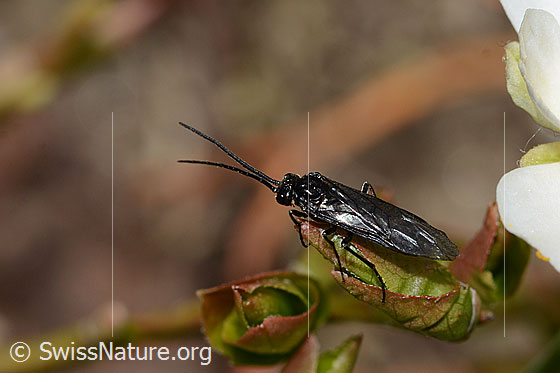 Foto: Wahrscheinlich Schwarze Getreideblattwespe (Dolerus nitens). Länge 9mm.  Ansicht von schräg oben.